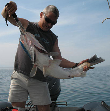 2554_Tanganyika Sport Fishing_Bigeye Lates_Lates mariae.jpg